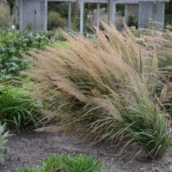 Caspian Feather Reed Grass -High Country Gardens Shop credit walters gardens calamagrostis brachytricha 2