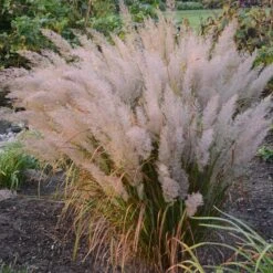 Caspian Feather Reed Grass -High Country Gardens Shop credit walters gardens calamagrostis brachytricha hero