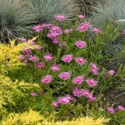 Cooper's Hardy Ice Plant -High Country Gardens Shop credit walters gardens delosperma cooperi 1