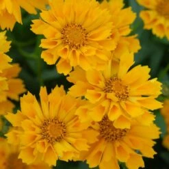 Jethro Tull Coreopsis -High Country Gardens Shop credit walters gardens jethro tull coreopsis cropped2