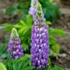 Mini Gallery™ Blue Bicolor Lupine 6 Mini Gallery™ Blue Bicolor Lupine -High Country Gardens Shop credit walters gardens mini gallery blue lupine 1
