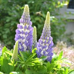 Mini Gallery™ Blue Bicolor Lupine -High Country Gardens Shop credit walters gardens mini gallery blue lupine 3