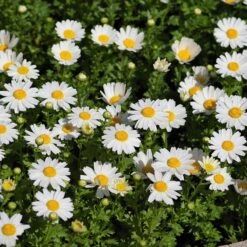 Alternative Lawn Wildflower Seed Mix -High Country Gardens Shop creeping daisy