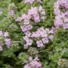 Elfin Creeping Thyme -High Country Gardens Shop creeping thyme elfin 1