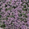 Quick Cover Collection 3 Quick Cover Collection -High Country Gardens Shop creeping thyme pink chintz thymus cropped