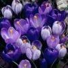 Blue Moon Dutch Crocus Mix -High Country Gardens Shop crocus blue moon mix