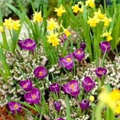 Remembrance Dutch Crocus -High Country Gardens Shop crocus remembrance daffodil tete a tete 25984