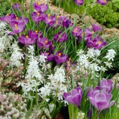 Remembrance Dutch Crocus -High Country Gardens Shop crocus remembrance scilla mischtschenkoana visi25957