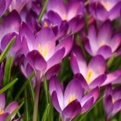 Tommasini's Ruby Giant Crocus -High Country Gardens Shop crocus tommasinianus bulbs ruby giant 39150 1 web