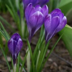 Tommasini's Ruby Giant Crocus -High Country Gardens Shop crocus tommasinianus bulbs ruby giant 39150 3 web