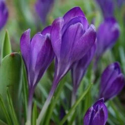 Tommasini's Ruby Giant Crocus -High Country Gardens Shop crocus tommasinianus bulbs ruby giant 39150 4 web