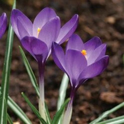 Tommasini's Ruby Giant Crocus -High Country Gardens Shop crocus tommasinianus bulbs ruby giant 39150 5 web