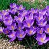 Remembrance Dutch Crocus -High Country Gardens Shop crocusremembrance4 1