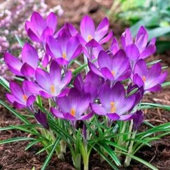 Tommasini's Ruby Giant Crocus -High Country Gardens Shop crocusrubygiant1 1