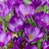 Tommasini's Ruby Giant Crocus -High Country Gardens Shop crocusrubygiant 5