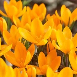 Yellow Mammoth Dutch Crocus -High Country Gardens Shop crocusyellowmammouth 1