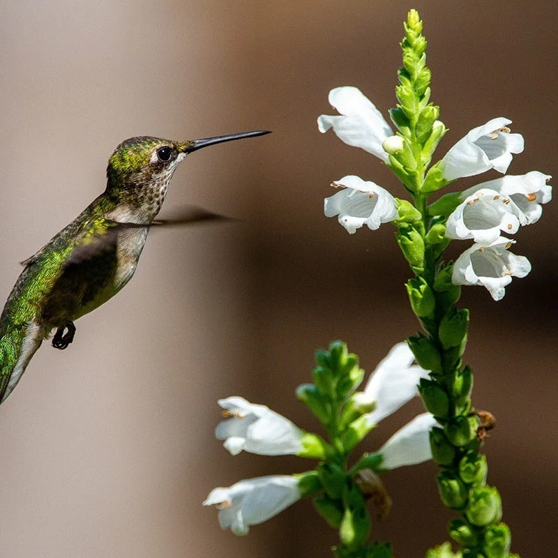 Crystal Peak White Obedient Plant 4 Crystal Peak White Obedient Plant - Image 4