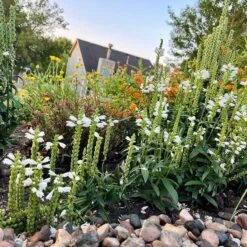 High Country Gardens Shop -High Country Gardens Shop crystal peak white pr