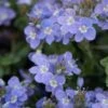 Crystal River® Veronica 2 Crystal River® Veronica -High Country Gardens Shop crystal river veronica