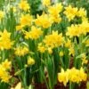 Tete-a-Tete Miniature Daffodil -High Country Gardens Shop daffodil tete a tete yellow