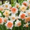 60 Days Of Daffodils Mix -High Country Gardens Shop daffodil mix web