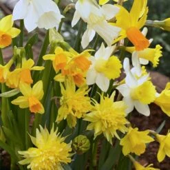Rock Garden Daffodil Mix -High Country Gardens Shop daffodil narcissus rock garden mixture 1