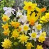 Rock Garden Daffodil Mix -High Country Gardens Shop daffodil narcissus rock garden mixture