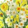 Fragrant Daffodil Mix -High Country Gardens Shop daffodilfragrantmix