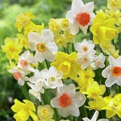 Fragrant Daffodil Mix -High Country Gardens Shop daffodilfragrantmix1