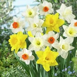 Large Cupped Daffodil Mix -High Country Gardens Shop daffodillargecuppedmix5