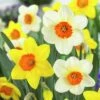 Large Cupped Daffodil Mix -High Country Gardens Shop daffodillargecuppedmix6
