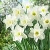 Mount Hood Trumpet Daffodil -High Country Gardens Shop daffodilmounthood5