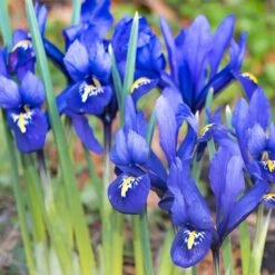 Rock Garden Bulb Collection 9 Rock Garden Bulb Collection -High Country Gardens Shop dark blue specie iris mini