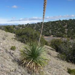 Common Sotol (Dasylirion)