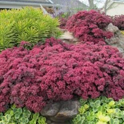 SunSparkler® Sedum Collection -High Country Gardens Shop dazzleberry sq