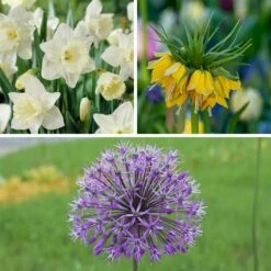 Deer & Rodent Resistant Bulb Collection -High Country Gardens Shop deer and rodent resistant collection 3 3 23 10px