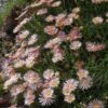 Succulent Groundcover Collection -High Country Gardens Shop delosperma alans apricot ice plant 3