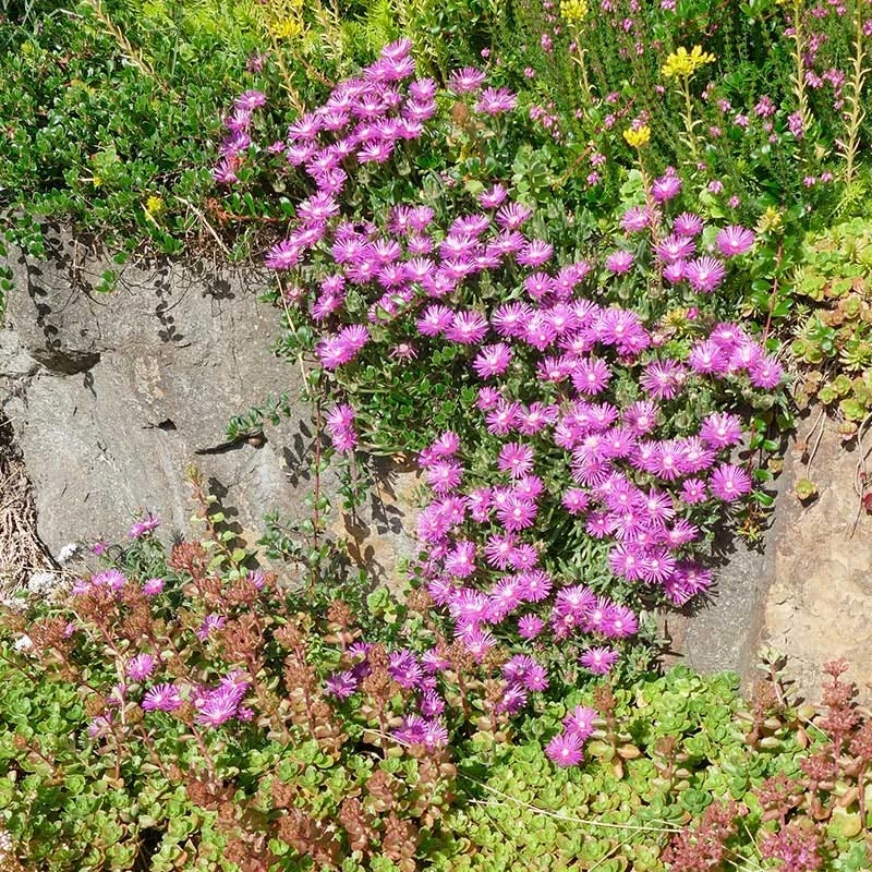 TABLE MOUNTAIN® Ice Plant 2 TABLE MOUNTAIN® Ice Plant - Image 2