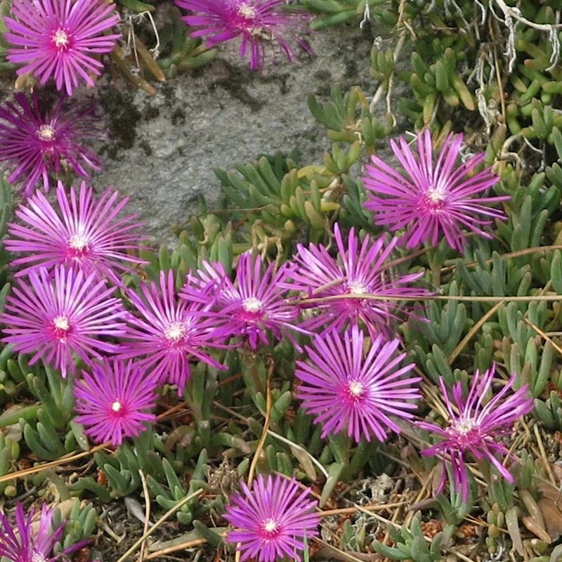 TABLE MOUNTAIN® Ice Plant 4 TABLE MOUNTAIN® Ice Plant - Image 4