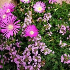 Pink Creeping Thyme -High Country Gardens Shop delosperma cooperi and pink creeping thyme color corrected