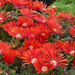 Drought Resistant Groundcover Collection -High Country Gardens Shop delosperma dyeri red mountain flame rock garden