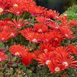 FireSmart Collection - Zone 1 -High Country Gardens Shop delosperma dyeri red mountain flame 3