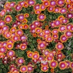 Plant Select® Waterwise Perennial Collection -High Country Gardens Shop delosperma fire spinner cropped 2