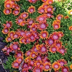 Fire Spinner® Ice Plant -High Country Gardens Shop delosperma firespinner groundcover