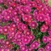 Granita® Raspberry Ice Plant 13 Granita® Raspberry Ice Plant -High Country Gardens Shop delosperma granita raspberry