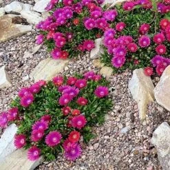 Granita® Raspberry Ice Plant -High Country Gardens Shop delosperma granita raspberry group of plants rock garden