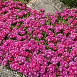 Granita® Raspberry Ice Plant -High Country Gardens Shop delosperma granita raspberry iceplant