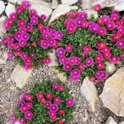 Granita® Raspberry Ice Plant -High Country Gardens Shop delosperma granita raspberry whole plant