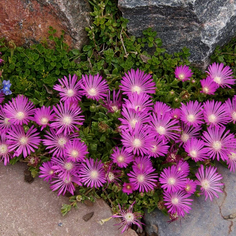 TABLE MOUNTAIN® Ice Plant 1 TABLE MOUNTAIN® Ice Plant