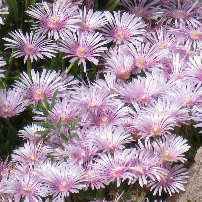 Lavender Ice Ice Plant 3 Lavender Ice Ice Plant - Image 3